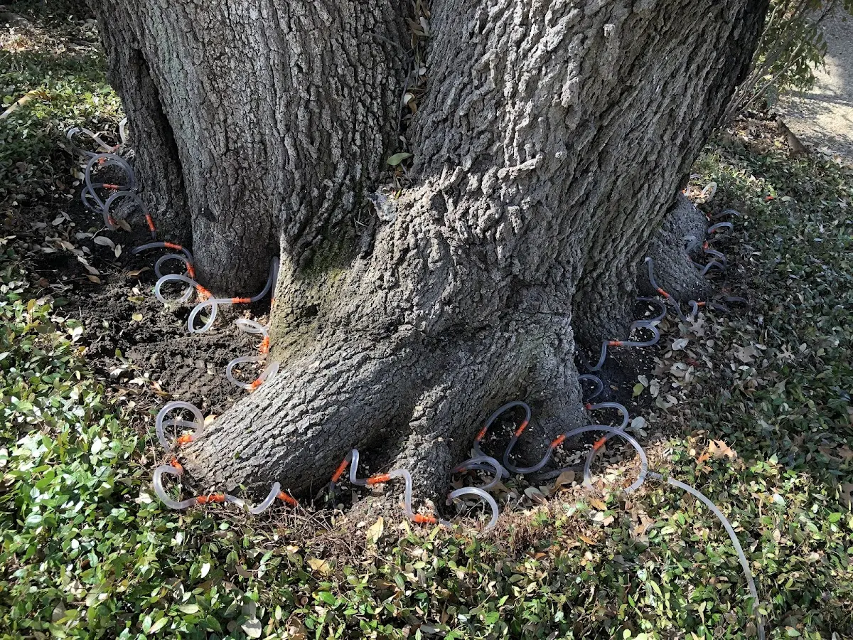 Detailed Tree Cabling and Bracing job site in Hubert