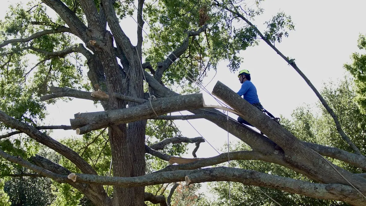 Professional Crown Thinning performed by certified arborists in Hubert