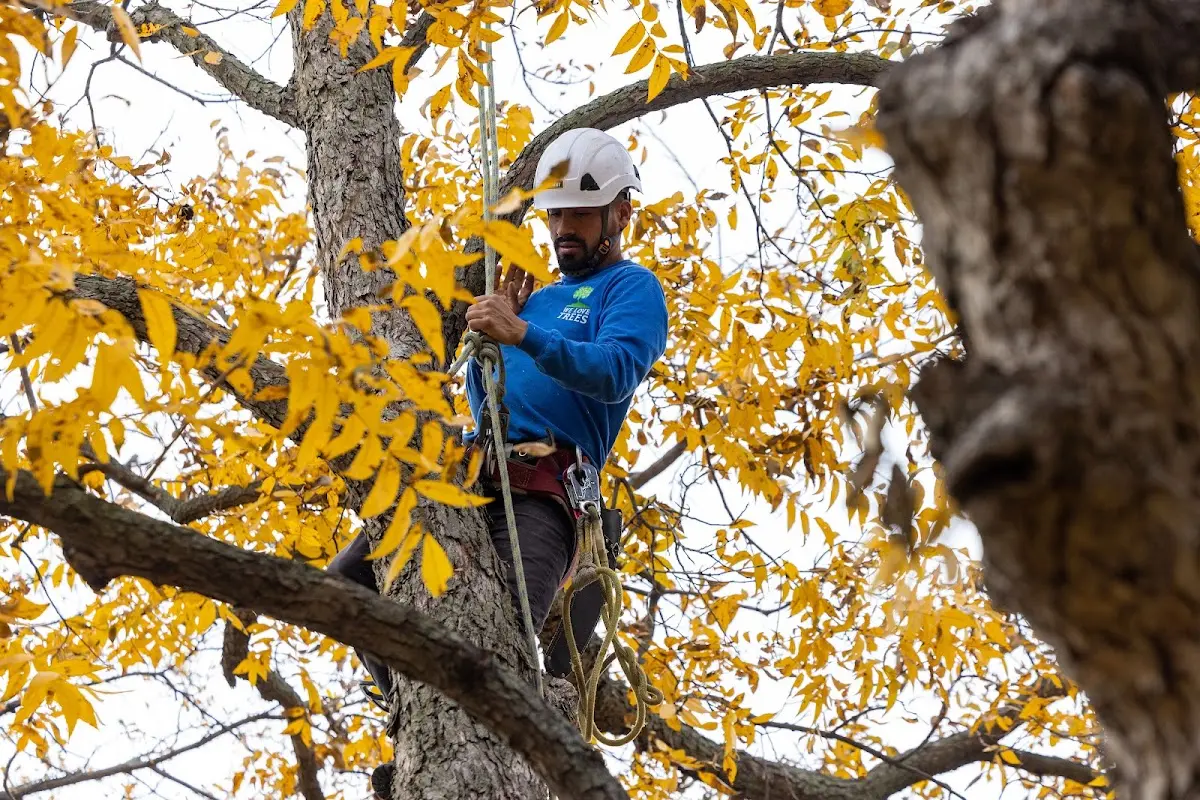 Skilled Tree Pruning crew working in Hubert